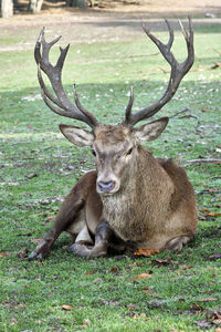 Deer in a field