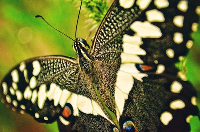 Close-up of butterfly on leaf