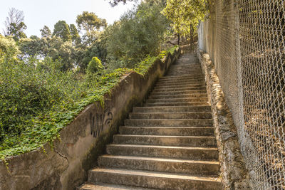 Low angle view of steps amidst trees