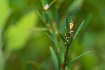 Close-up of insect on grass