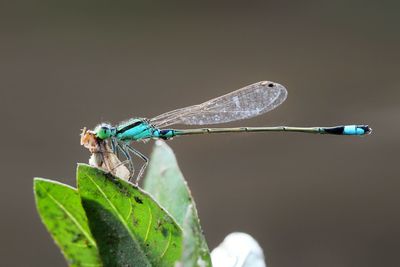 Close-up of dragonfly on leaf