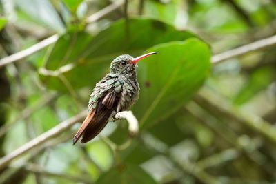 Close-up of bird perching on a plant