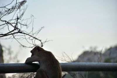 Close-up of horse against clear sky