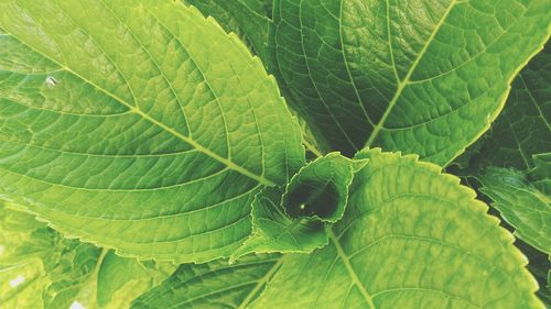 Close-up of fresh green leaf