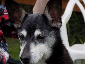 Close-up portrait of dog