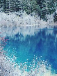 Reflection of trees in water