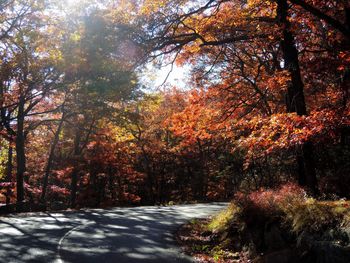 Trees in forest during autumn