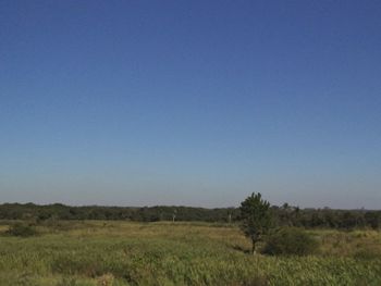 Scenic view of field against clear blue sky