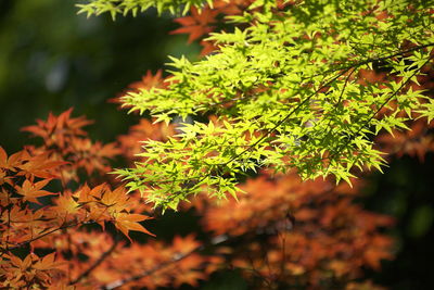 Close-up of autumn leaves