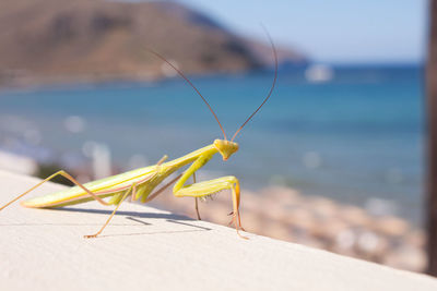 Close-up of insect against blurred background