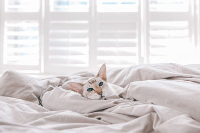 Blue-eyed oriental breed cat lying resting on bed at home looking in camera. fluffy  domestic pet 