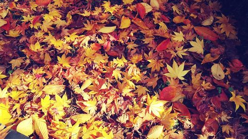 Close-up of maple leaves