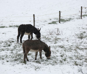 Horse standing on snow field during winter