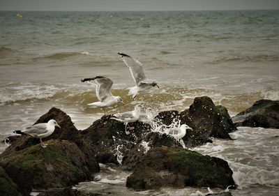 Seagulls on rock by sea against sky