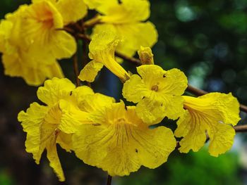 Close-up of yellow flowers