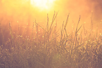 Close-up of grass on field against sky during sunset