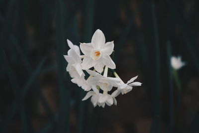 Close-up of white flowering plant