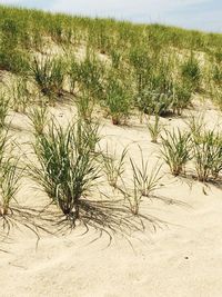 Scenic view of beach