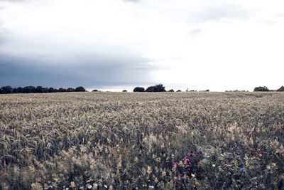 Scenic view of field against sky