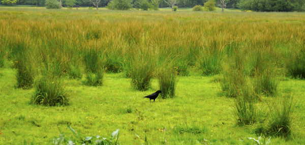 Sheep on grassy field