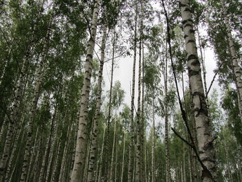 Low angle view of trees