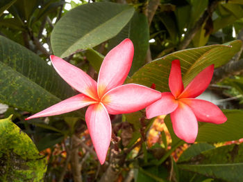 Close-up of frangipani blooming outdoors