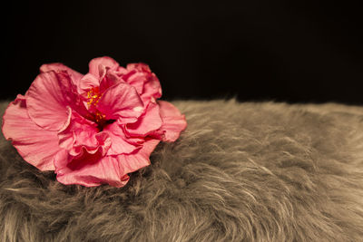 Close-up of pink rose flower against black background