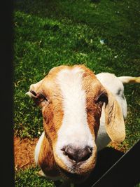 Close-up portrait of cow on field