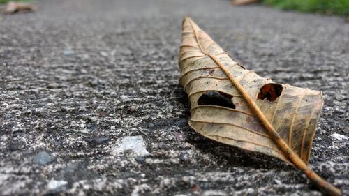 Close-up of autumn leaf on road