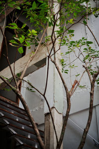 Close-up of ivy on branch against wall