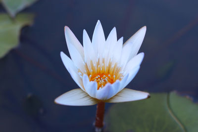 Close-up of white water lily