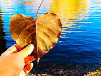 Close-up of hand holding leaf