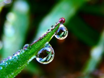 Close-up of water drops on leaf
