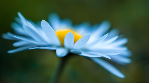 Close-up of white crocus flower