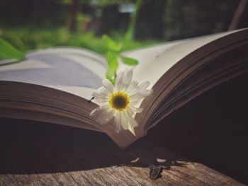 Close-up of white flower on table