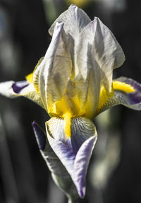 Close-up of yellow flower