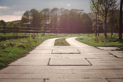 Road passing through forest