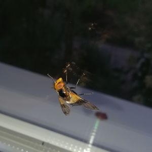 Close-up of bee flying over glass window