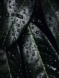 Close-up of raindrops on leaves