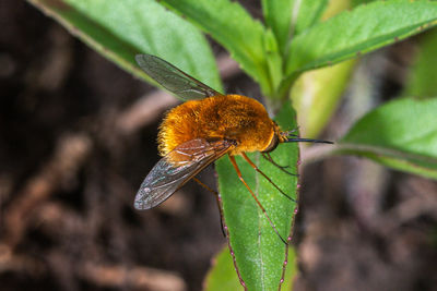 Close-up of butterfly on leaf