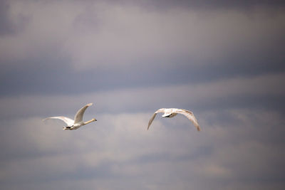 Low angle view of seagulls flying in sky