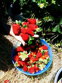 Close-up of strawberries in bowl