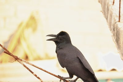 Close-up of bird perching on wood