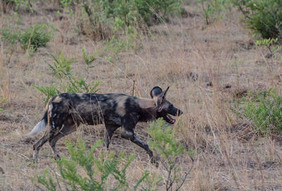 Black dog in a field