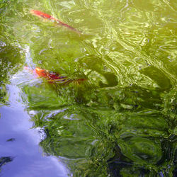 High angle view of duck swimming in lake