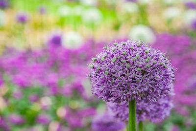 Close-up of pink flowering plant