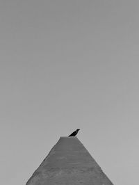 Low angle view of bird perching against clear sky