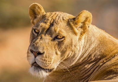 Close-up of lioness