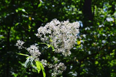 Close-up of white flowers blooming on tree