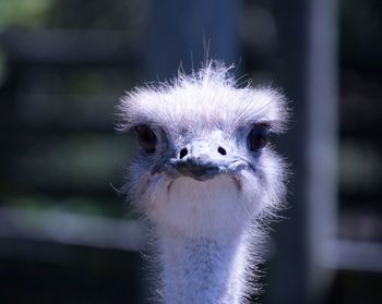 Close-up portrait of a bird